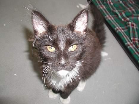 Maine Coon DK Cleopracoon's Valentin billede 2