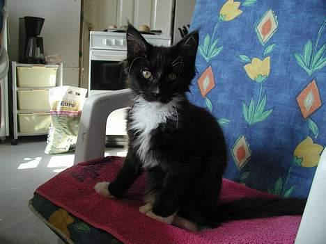 Maine Coon DK Cleopracoon's Valentin billede 3