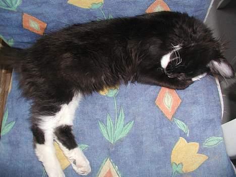 Maine Coon DK Cleopracoon's Valentin billede 4