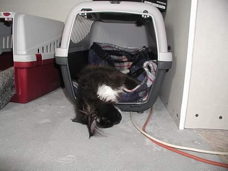 Maine Coon DK Cleopracoon's Valentin billede 5