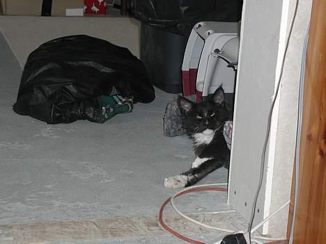 Maine Coon DK Cleopracoon's Valentin billede 6