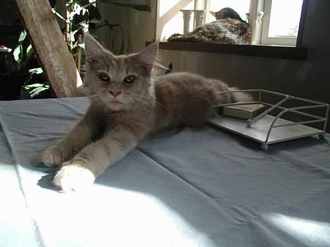 Maine Coon DK Cleopracoon's Aramis - er jeg ikke dejlig og så med spot på billede 1