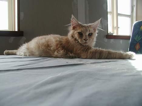 Maine Coon DK Cleopracoon's Aramis - ha jeg må ikke være her for mor, men hun er her ikke billede 2