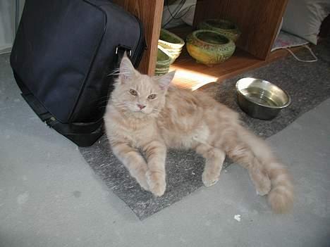 Maine Coon DK Cleopracoon's Aramis - jeg ææælllsker at mor tager billeder af mig,  billede 4