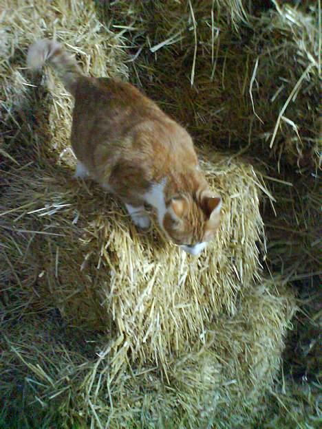 Blanding af racer Filur - Filur leger og hopper rundt på halmen:) billede 19