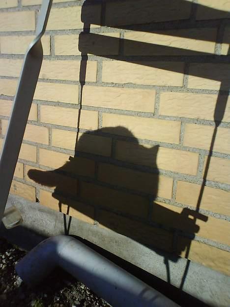 Blanding af racer Filur - Filurs skygge på en dejlig solskinsdag..Han sidder på stolen:) billede 20