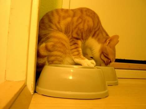 Huskat Tiger billede 3