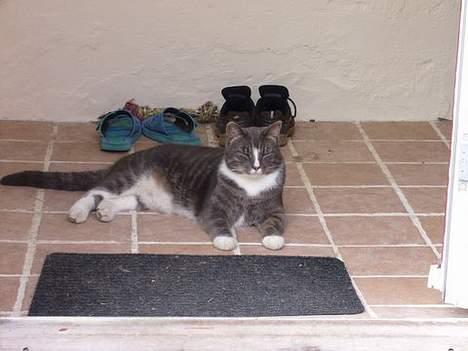 Blanding af racer Laban billede 1