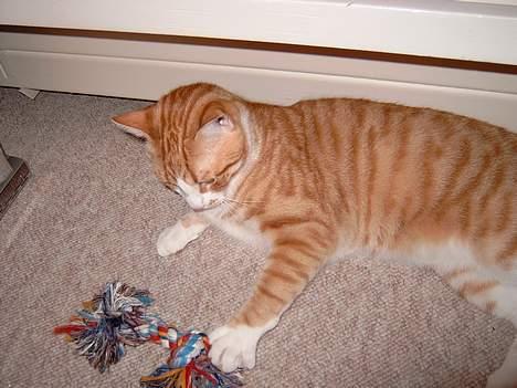 Huskat Tiger billede 4