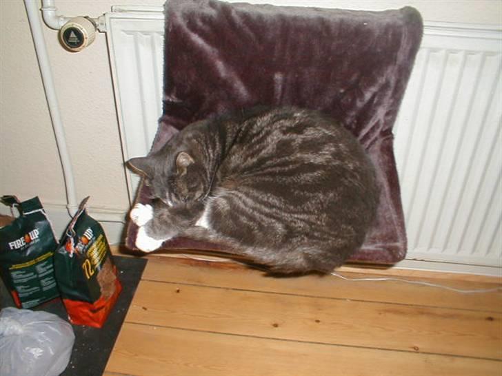 Blanding af racer Laban - Laban på sin julegave, han elsker sin radiator seng, selvom han ikke er standard størrelse til sådan en:-) billede 2