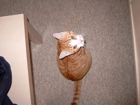 Huskat Tiger billede 5