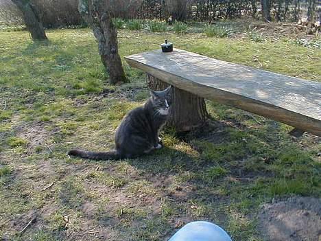 Blanding af racer Laban billede 3