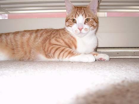 Huskat Tiger billede 6