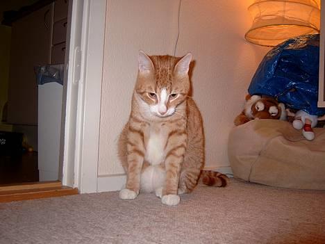 Huskat Tumle billede 5