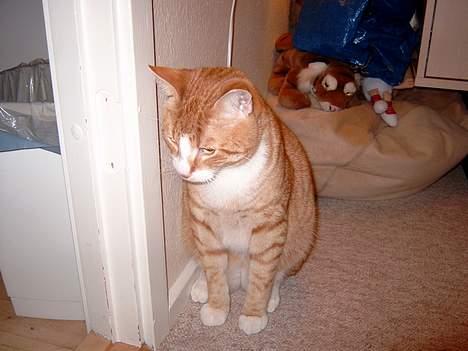 Huskat Tumle billede 6