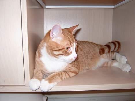 Huskat Tumle billede 7