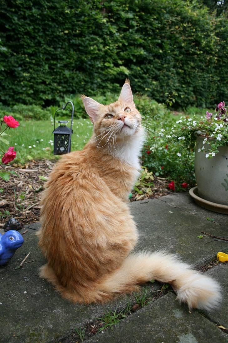 Maine Coon Kicki - Rest in love billede 1