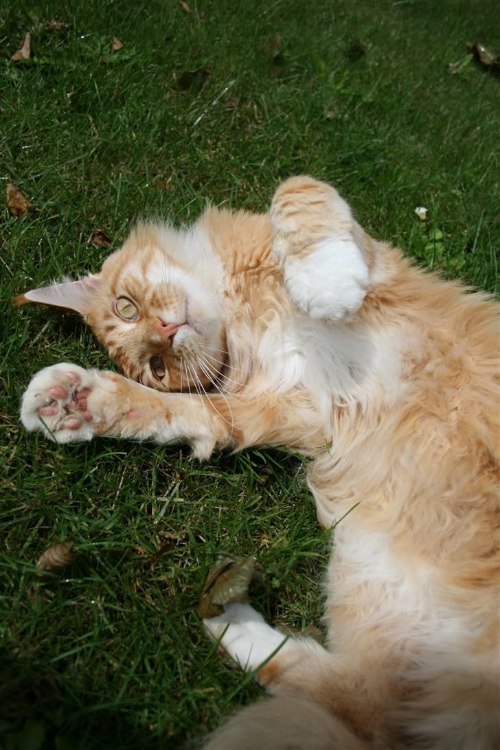 Maine Coon Kicki - Rest in love billede 2