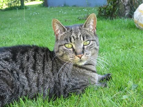 Huskat Chilli - Chilli, 10. juni 2006 billede 1