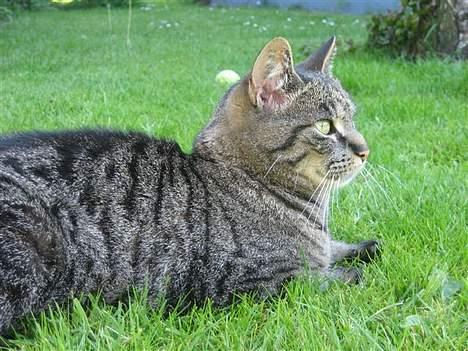Huskat Chilli - Chilli i haven, 10. juni 2006 billede 3