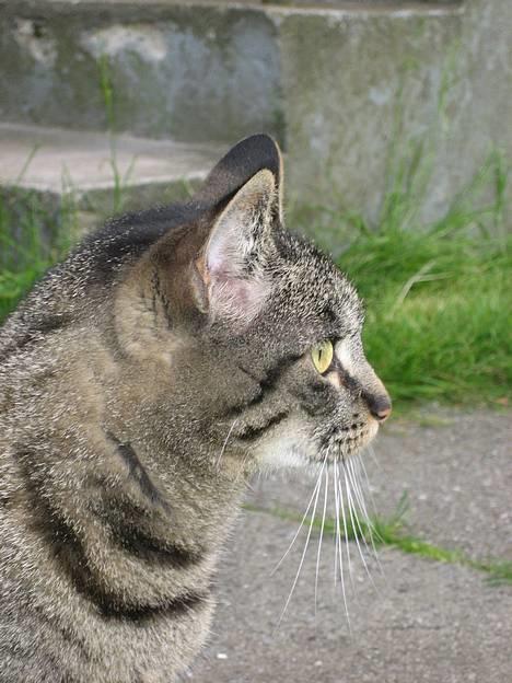 Huskat Chilli - Chilli i profil, 8. juni 2006 billede 4