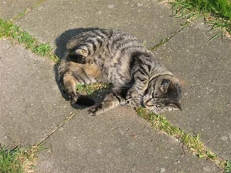 Huskat Chilli - Igen, 11. maj 2006 billede 7