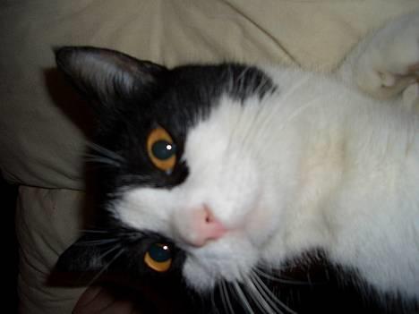 Blanding af racer Joe billede 15