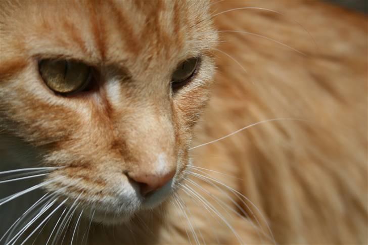 Maine Coon Kicki - Rest in love billede 3