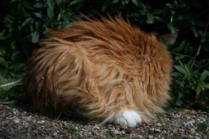 Maine Coon Kicki - Rest in love billede 4