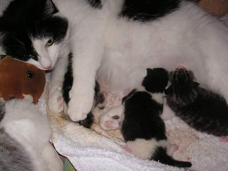 Huskat Freja - Freja fødte 3 killinger lørdag den 7. april 2007 billede 5