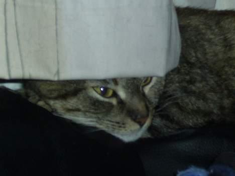 Huskat Jane FORSVUNDET JAN.08 billede 12