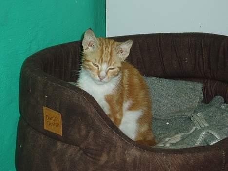 Huskat bølle billede 1