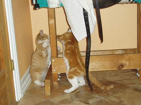 Huskat bølle billede 2