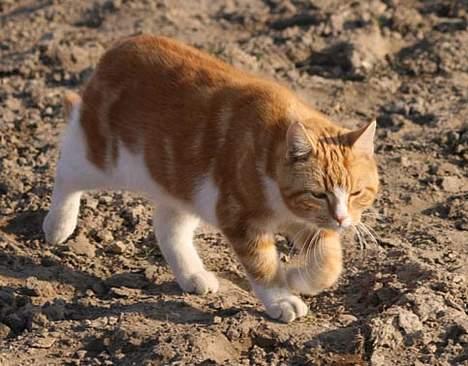 Huskat bølle billede 3