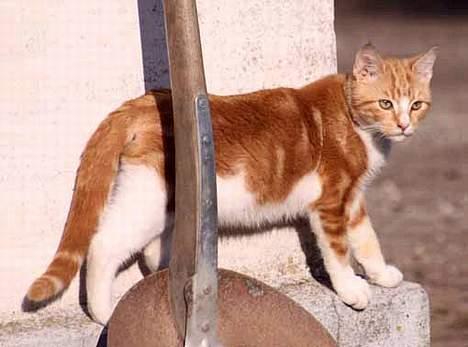 Huskat bølle billede 4