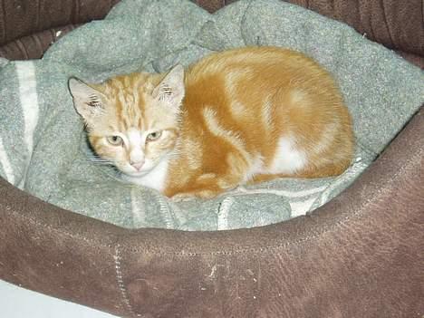 Huskat bølle billede 5