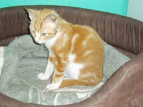 Huskat bølle billede 6