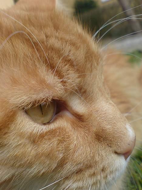 Maine Coon Kicki - Rest in love billede 6