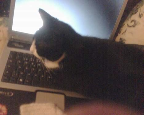 Huskat Bitte - mor må ikke skrive :D billede 5