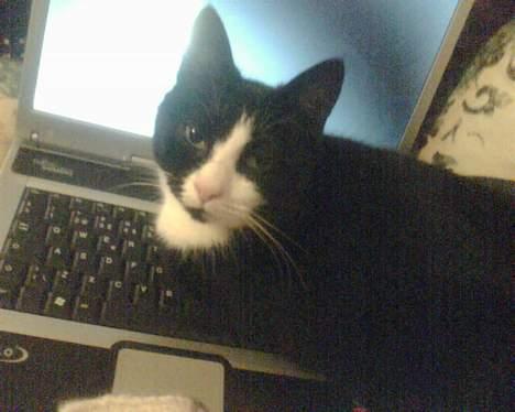 Huskat Bitte - hvad mor??? billede 6