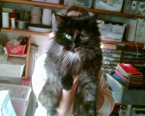 Blanding af racer Tulle (forsvundet) billede 1