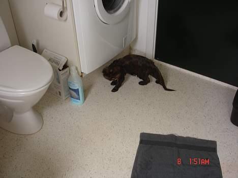 Perser Mischa - BAD ! Det er det værste... billede 14