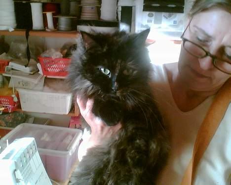 Blanding af racer Tulle (forsvundet) billede 2