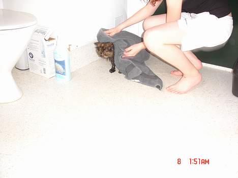 Perser Mischa - Bliv dog færdig  billede 15