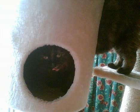 Blanding af racer Tulle (forsvundet) - kuk kuk.. :D billede 3