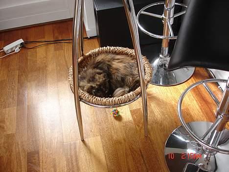 Perser Mischa - Ahh... Elsker dette sted. billede 16