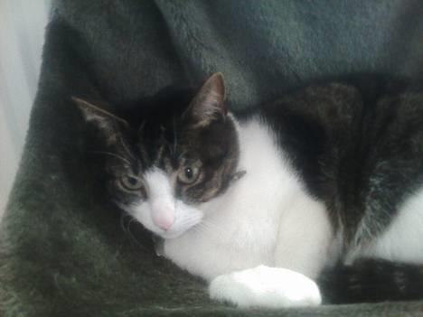 Huskat Bob billede 1