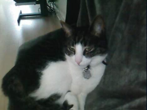 Huskat Bob billede 2