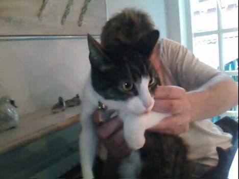 Huskat Bob billede 3