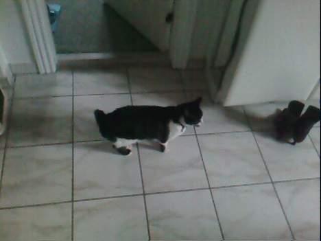 Huskat Bob billede 4